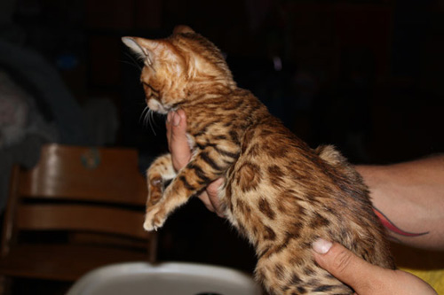 Junge Bengal Katze - 11 Wochen alt